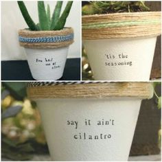 three different pictures with plants in them and the words say it isn't cilantro