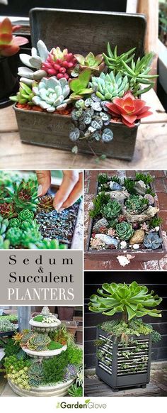 there are many different succulents in this box