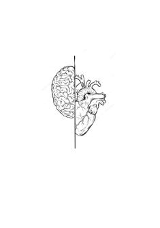 a black and white drawing of a human heart with the right side divided into two halves