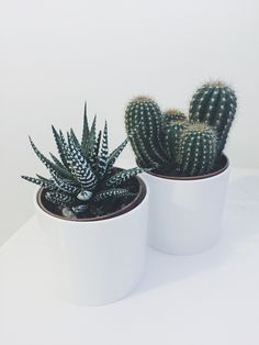 two small cactus plants sitting in white pots