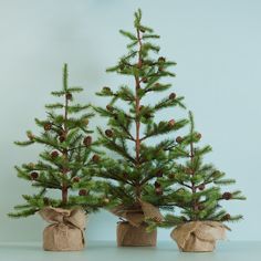 two small pine trees with burlocks tied to them, one is green and the other is brown