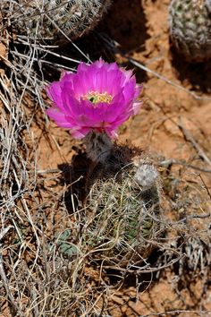 a purple cactus flower in the desert