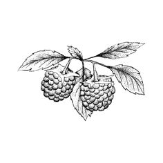 an ink drawing of berries on a branch with leaves