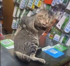 a cat sitting on top of a table in front of a store display with cell phones