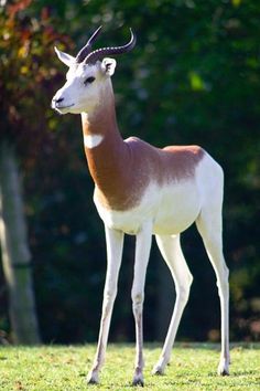 an antelope standing in the grass near some trees