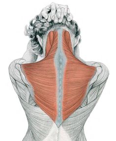 the back view of a woman with muscles highlighted