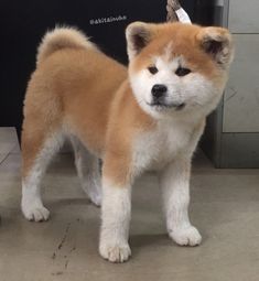 a small brown and white dog standing on top of a floor