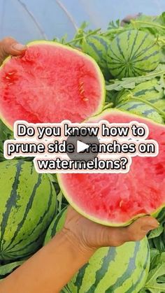 watermelon being held up by someone's hand with the caption do you know how to prune side randomes on watermelons?