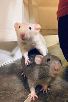 two mice sitting on top of each other