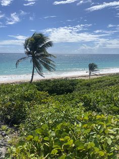 two palm trees on the beach with blue sky