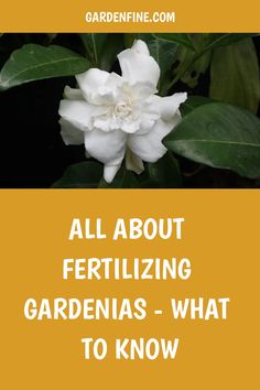 a white flower with the words all about fertilizing gardens - what to know