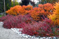 colorful trees line the side of a gravel road in front of some rocks and bushes