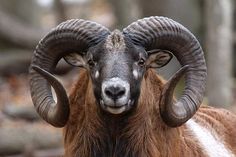 a ram with large horns standing in the woods