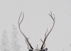 a deer with antlers standing in the snow