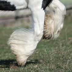 a close up of a horse's legs and feet with grass in the background