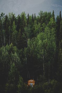 a cabin nestled in the woods surrounded by trees