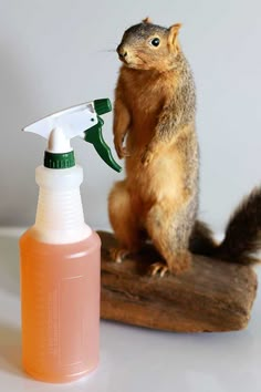 a small squirrel standing on top of a piece of wood next to a spray bottle