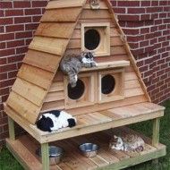 a cat house with several cats in it