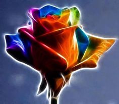 a multicolored rose is shown against a blue sky