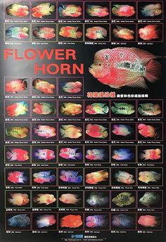 a poster with different types of fish in it's display case, and the words flower horn