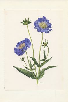 two blue flowers with green leaves on a white background