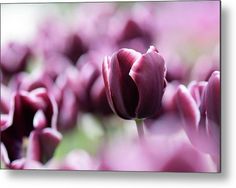 purple tulips in bloom metal print by panoramic images art and photography