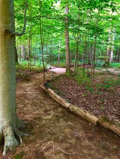 a dirt path in the middle of a forest