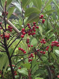 berries are growing on the branches of trees