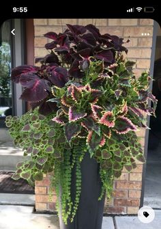 a large potted plant sitting on top of a sidewalk