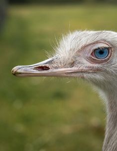 an ostrich with blue eyes looking at the camera