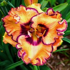 an orange and purple flower with green leaves