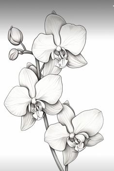 an ink drawing of two orchids on a white background, with one flower in the foreground