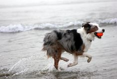 a dog running on the beach with an orange ball in its mouth and water splashing around him