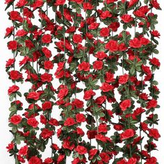 a bunch of red flowers that are growing on a wall in front of a white background