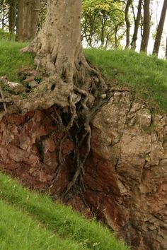 a tree that is growing out of the side of a cliff in a field with grass