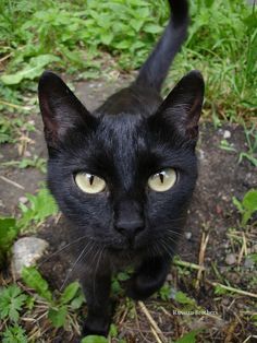 a black cat with yellow eyes standing in the grass