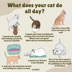 what does your cat do all day? poster with cats and kittens on it