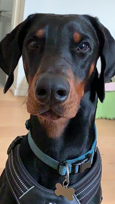 a black and brown dog wearing a leather jacket with a bone tag on it's collar