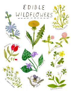 an illustration of edible wildflowers and their leaves on a white background with the words edible wildflowers written below