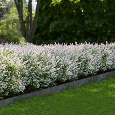 this is an image of a garden with white flowers in the middle and green grass on the other side