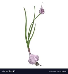 an onion and garlic plant on a white background