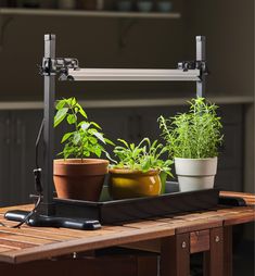 some plants are sitting on a table with a black tray holding them up to the side