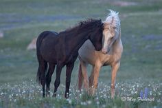 two horses standing next to each other in a field with wildflowers behind them