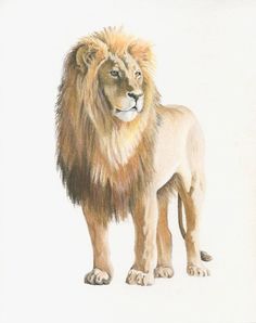 a drawing of a lion standing in front of a white background and looking at the camera