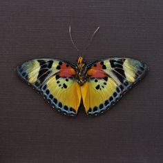 a yellow and blue butterfly sitting on top of a black surface