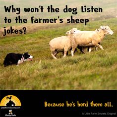 two sheep and a dog are running in the grass with an advertise that says, why won't the dog listen to the farmer's sheep jokes?