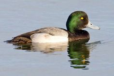 a duck floating on top of a body of water