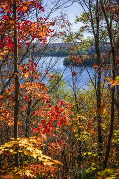 autumn foliage and trees with water in the background