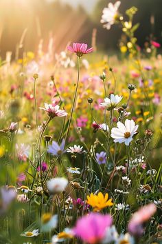 a field full of flowers with the sun shining on them