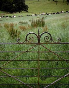 an iron gate in the middle of a grassy field with cows grazing on grass behind it